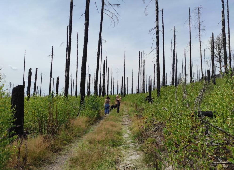 A Burnt Landscape, two years after fire, foto: Dagmar Šubrtová