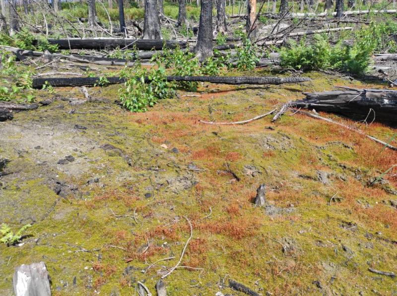 A Burnt Landscape, one year after fire, foto: Dagmar Šubrtová