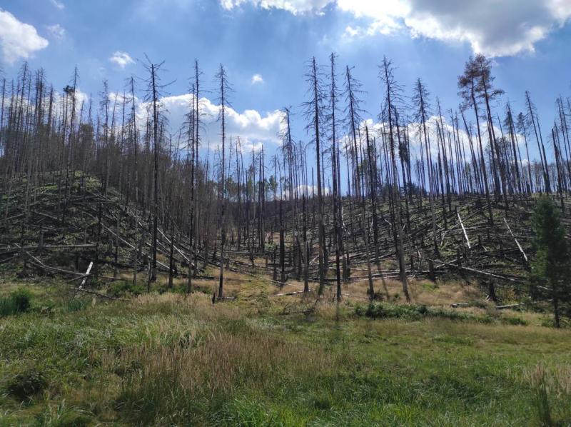 A Burnt Landscape, one year after fire, foto: Dagmar Šubrtová