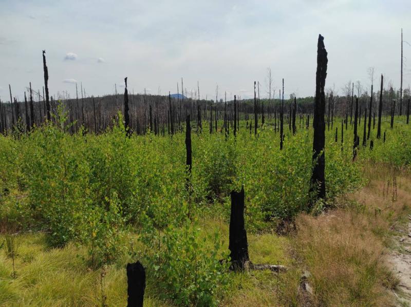A Burnt Landscape, two years after fire, foto: Dagmar Šubrtová