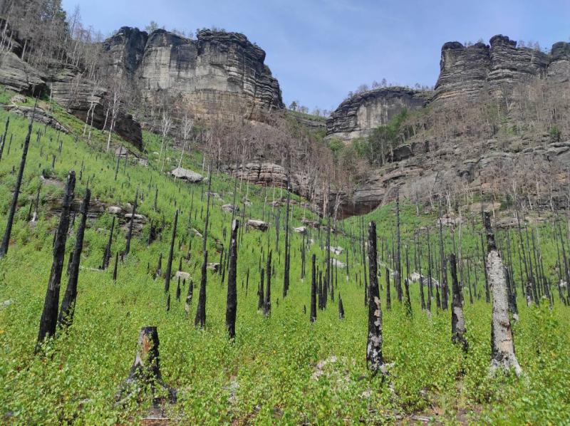A Burnt Landscape, two years after fire, foto: Dagmar Šubrtová