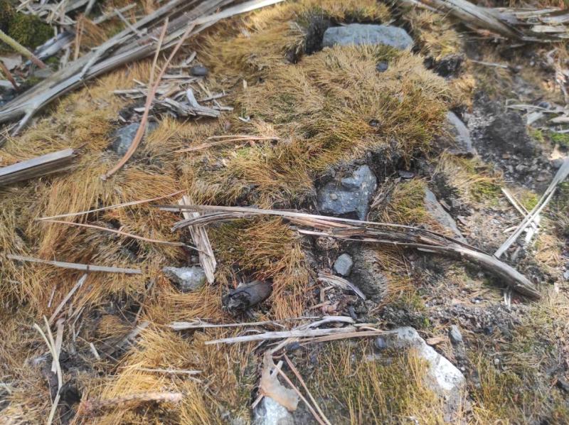 A Burnt Landscape, one year after fire, foto: Dagmar Šubrtová