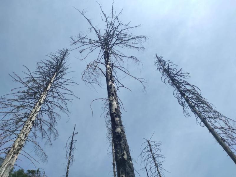 A Burnt Landscape, one year after fire, foto: Dagmar Šubrtová