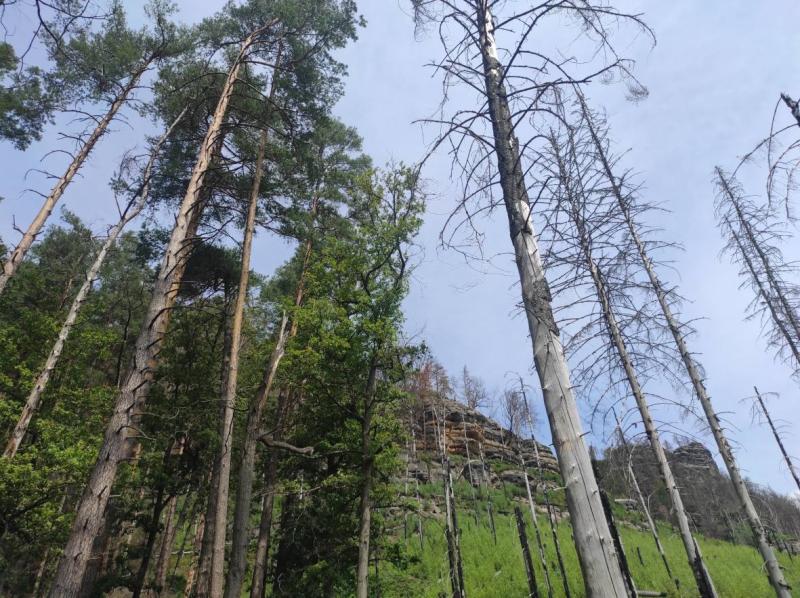 A Burnt Landscape, two years after fire, foto: Dagmar Šubrtová