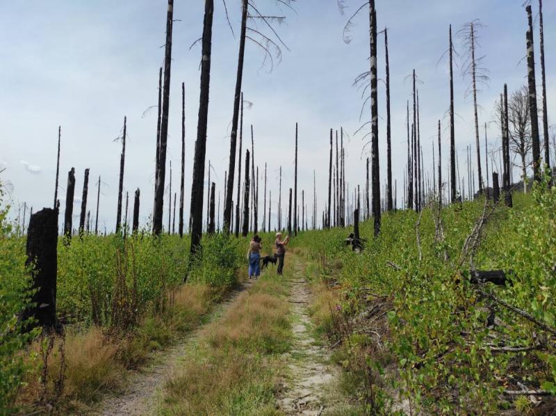 A Burnt Landscape, two years after fire, foto: Dagmar Šubrtová