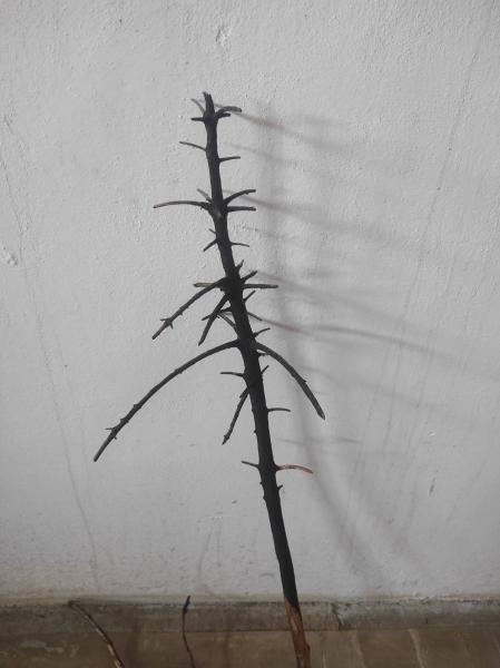 A Burnt Landscape, one tree for forming, foto: Dagmar Šubrtová